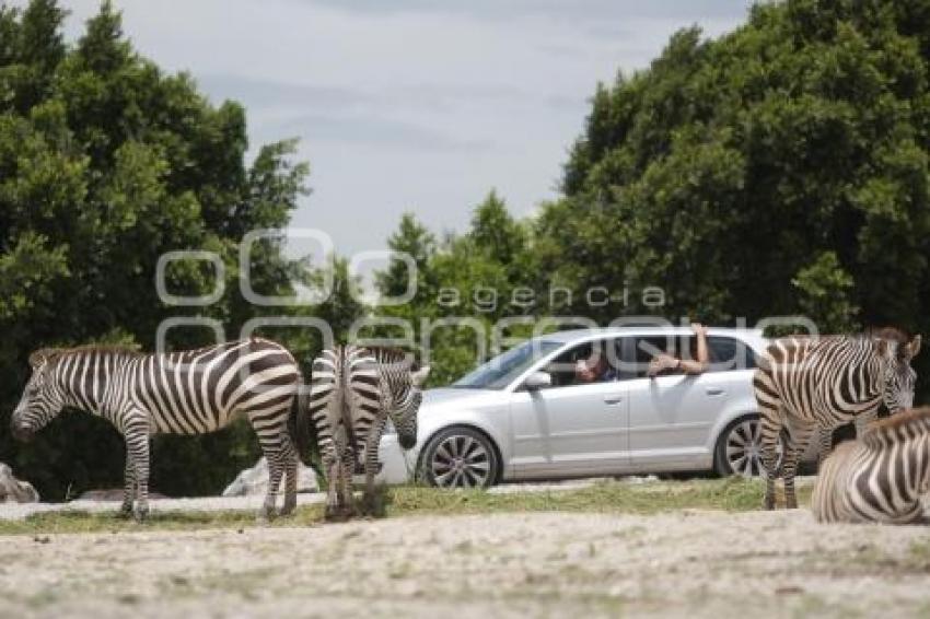 TURISMO . AFRICAM SAFARI