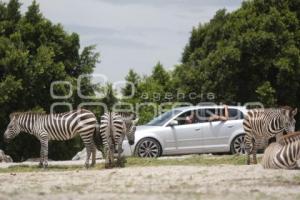 TURISMO . AFRICAM SAFARI