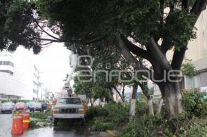 PARQUES Y JARDINES