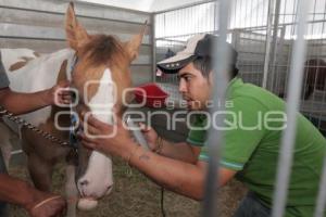 EXPO FERIA AGROPECUARIA Y AGROINDUSTRIAL