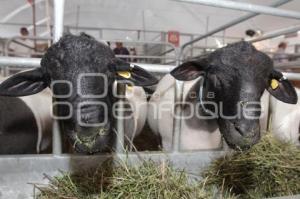 EXPO FERIA AGROPECUARIA Y AGROINDUSTRIAL