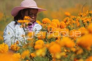 CORTE FLOR DE MUERTO