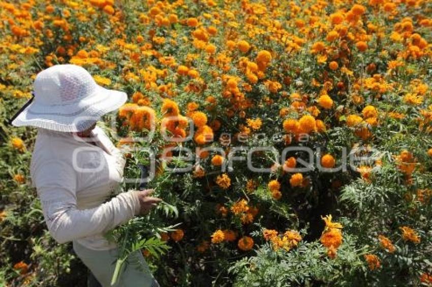 CORTE FLOR DE MUERTO