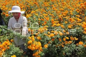 CORTE FLOR DE MUERTO