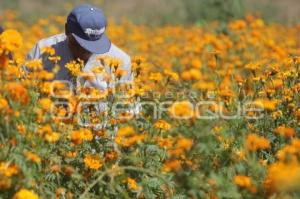 CORTE FLOR DE MUERTO