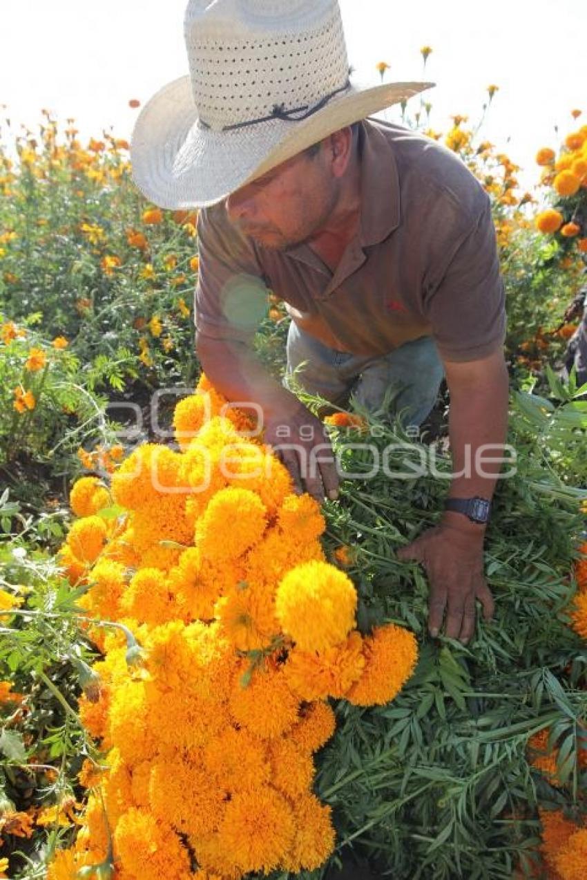 CORTE FLOR DE MUERTO