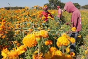 CORTE FLOR DE MUERTO