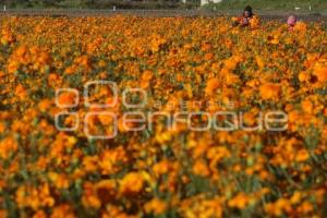 CORTE FLOR DE MUERTO