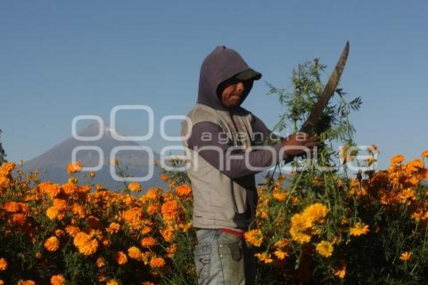 CORTE FLOR DE MUERTO