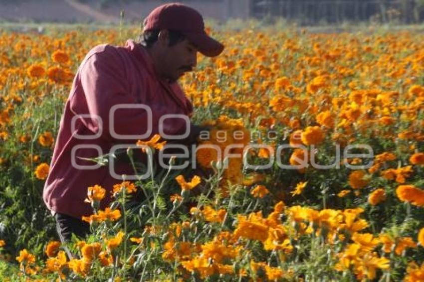 CORTE FLOR DE MUERTO