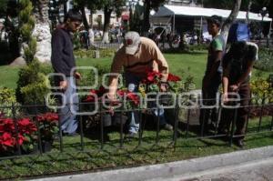 FLORES DE NOCHEBUENA EN EL ZÓCALO