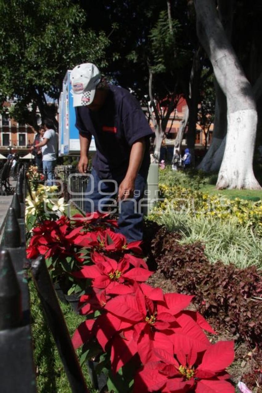 FLORES DE NOCHEBUENA EN EL ZÓCALO