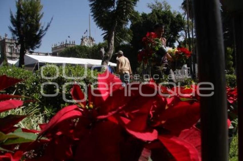 FLORES DE NOCHEBUENA EN EL ZÓCALO