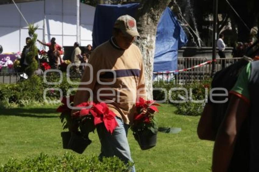 FLORES DE NOCHEBUENA EN EL ZÓCALO