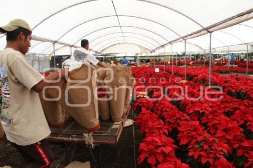 FLOR DE NOCHEBUENA