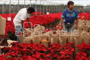 FLOR DE NOCHEBUENA