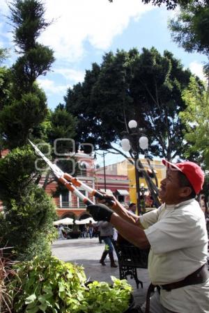 PODAN ÁRBOLES DEL ZÓCALO