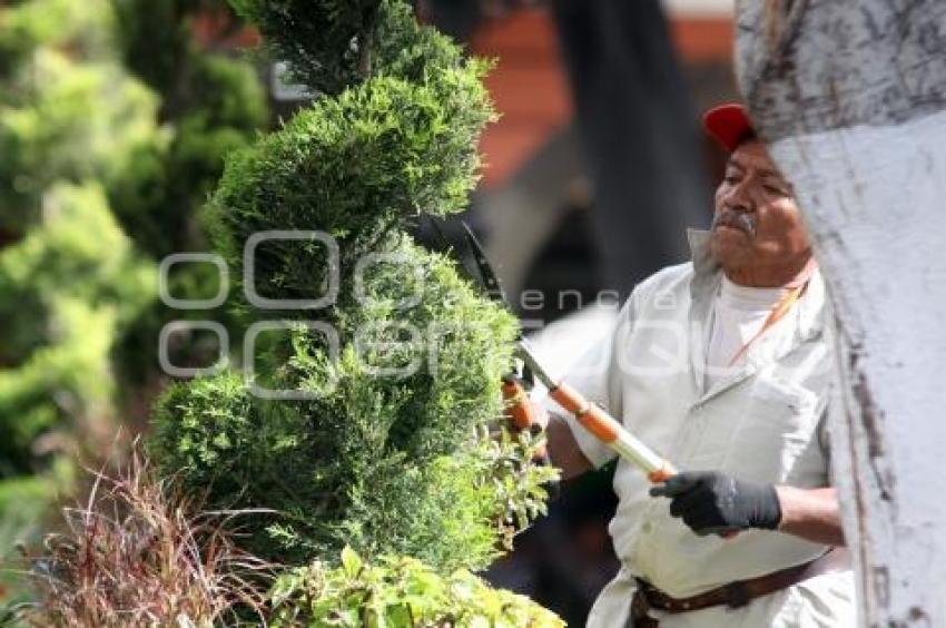PODAN ÁRBOLES DEL ZÓCALO