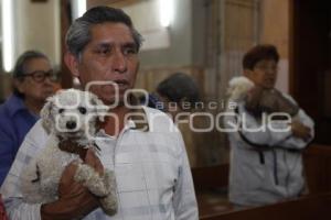 RELIGIÓN . BENDICIÓN DE ANIMALES