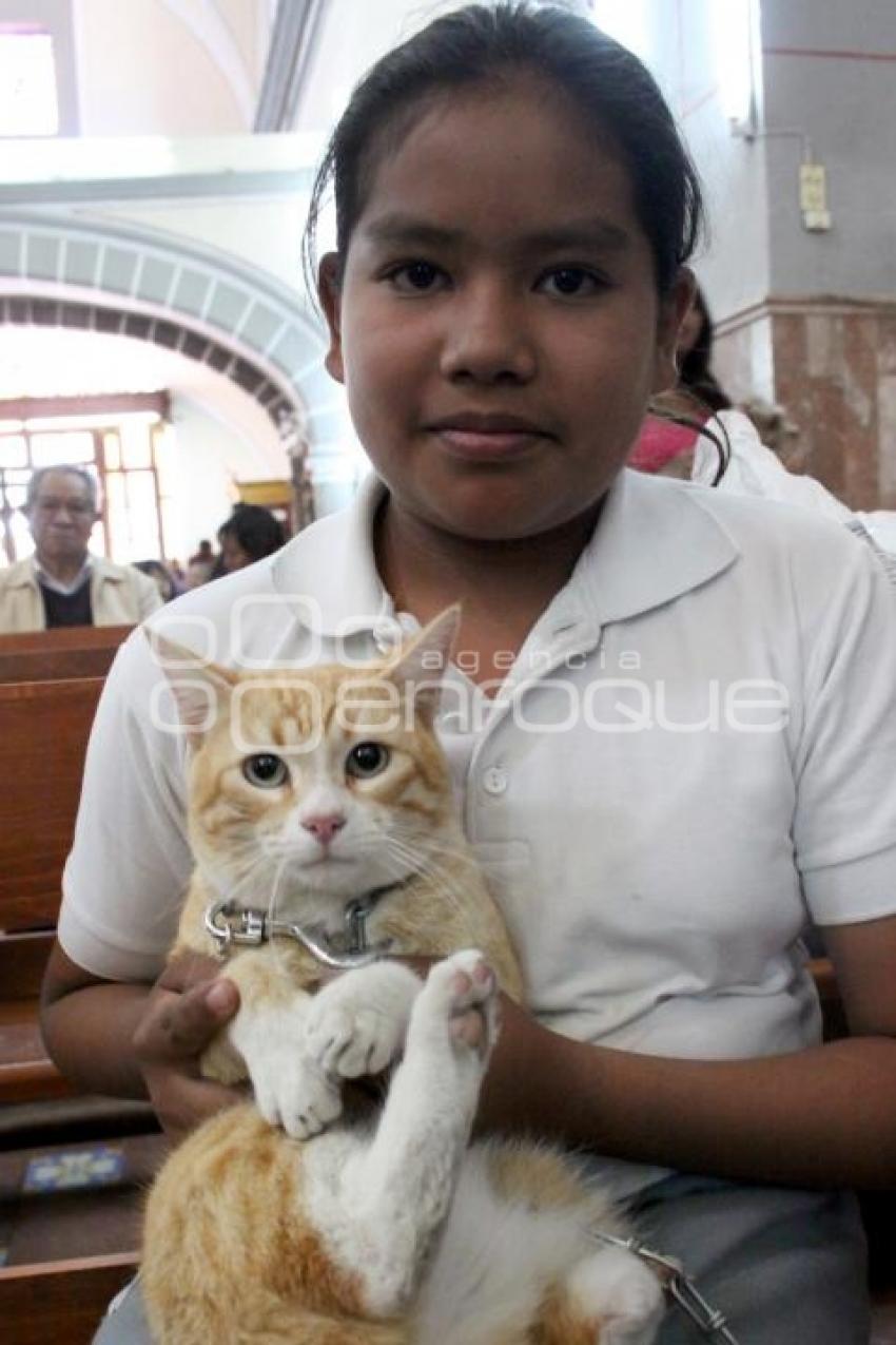 BENDICIÓN DE ANIMALES