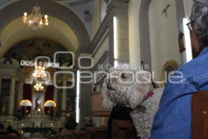 RELIGIÓN . BENDICIÓN DE ANIMALES