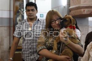 RELIGIÓN . BENDICIÓN DE ANIMALES