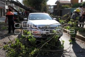 CAE ÁRBOL ENCIMA DE AUTO EN 9 SUR