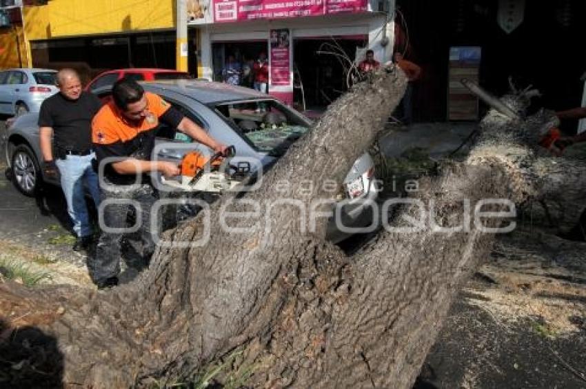 CAE ÁRBOL ENCIMA DE AUTO EN 9 SUR