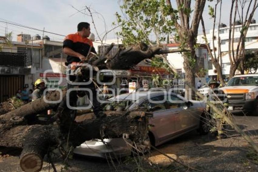 CAE ÁRBOL ENCIMA DE AUTO EN 9 SUR