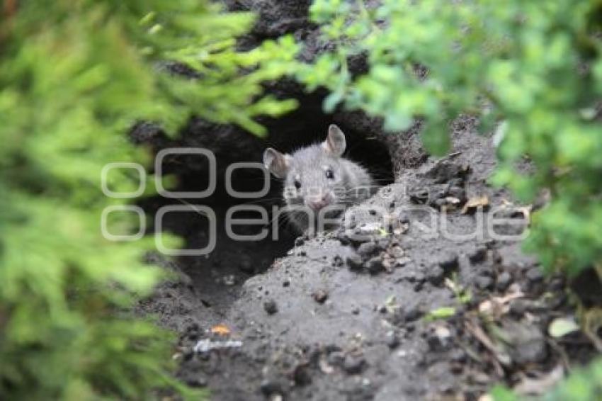 RATAS EN LOS JARDÍNES DEL ZÓCALO