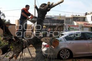 CAE ÁRBOL ENCIMA DE AUTO EN 9 SUR