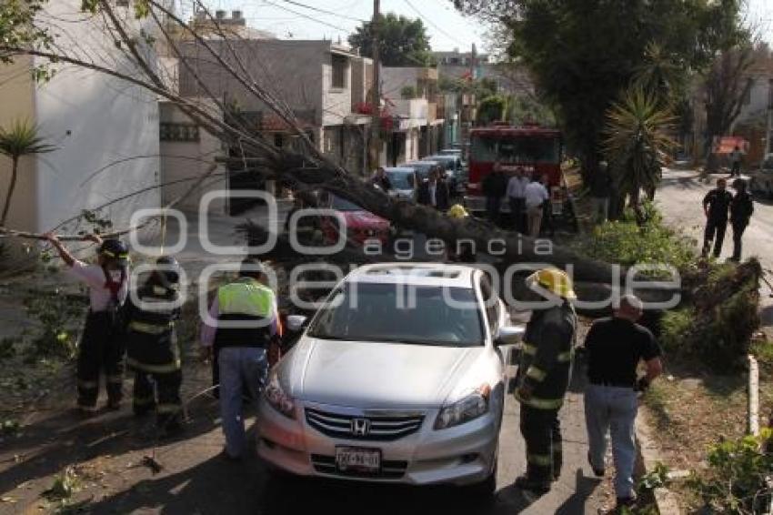 CAE ÁRBOL ENCIMA DE AUTO EN 9 SUR