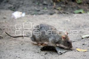 RATAS EN EL PARQUE LUIS DONALDO COLOSIO