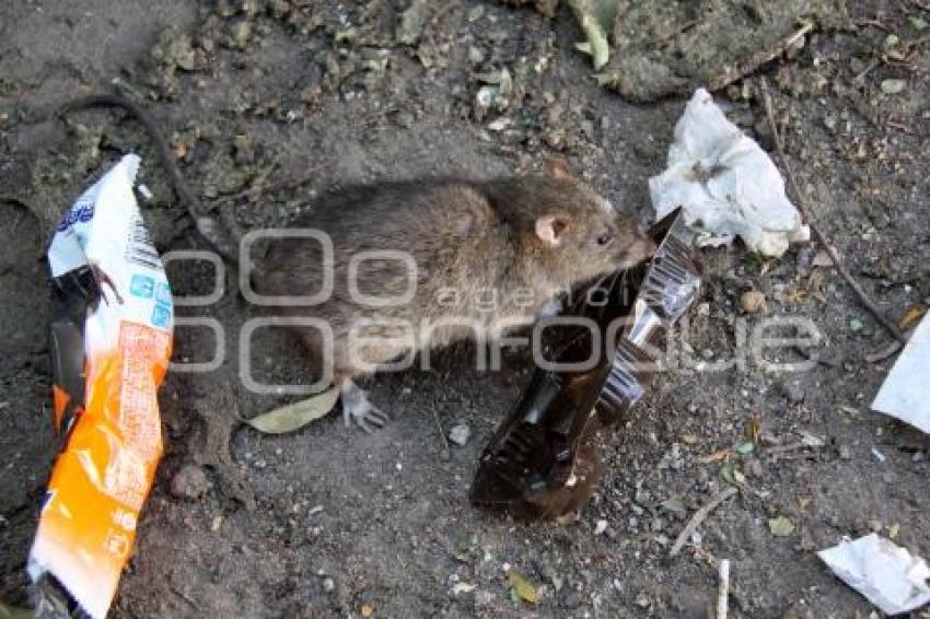 RATAS EN EL PARQUE LUIS DONALDO COLOSIO