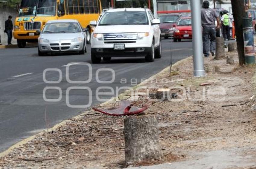 DERRIBAN ÁRBOLES PARA OBRA DE METROBÚS