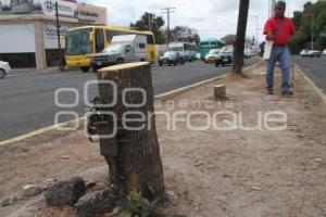 DERRIBAN ÁRBOLES PARA OBRA DE METROBÚS