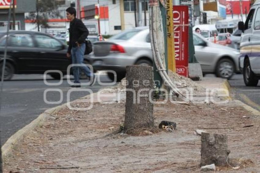 DERRIBAN ÁRBOLES PARA OBRA DE METROBÚS