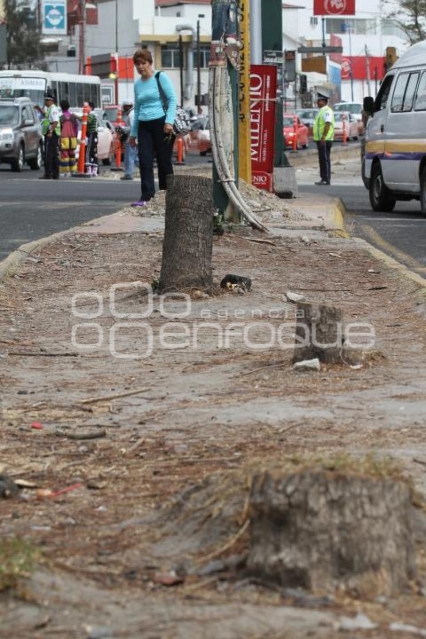 DERRIBAN ÁRBOLES PARA OBRA DE METROBÚS