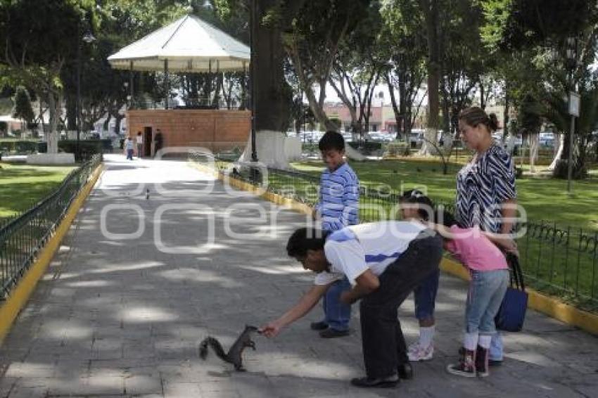 TURISMO . ARDILLAS EN CHOLULA