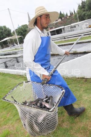 CULTIVO DE TRUCHA EN PUEBLA