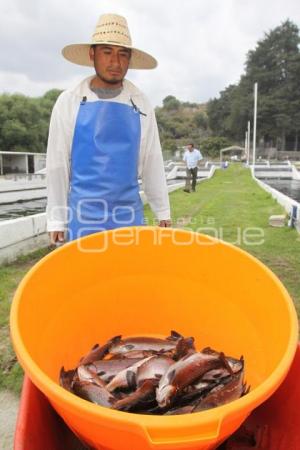 CULTIVO DE TRUCHA EN PUEBLA