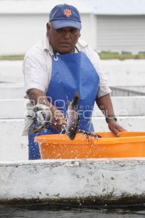 CULTIVO DE TRUCHA EN PUEBLA