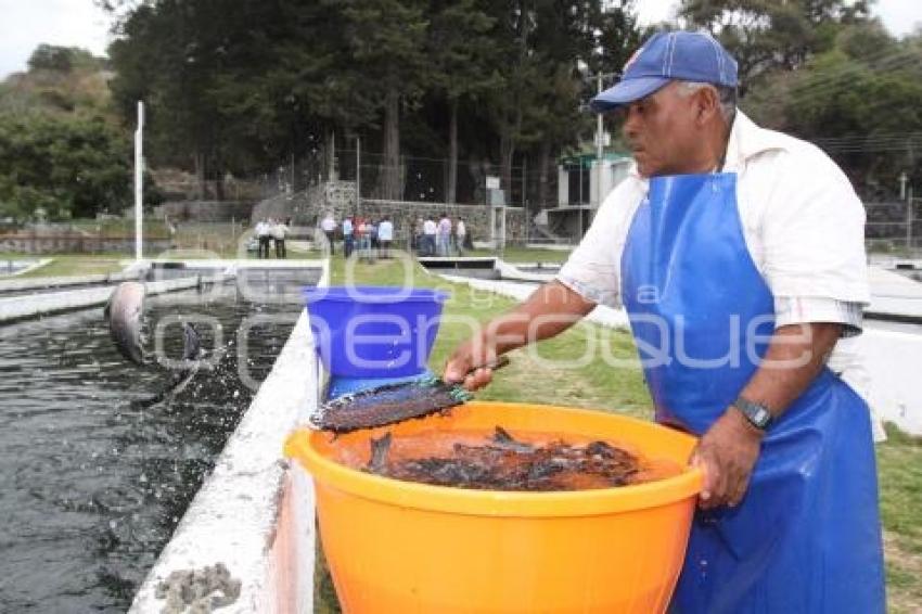 CULTIVO DE TRUCHA EN PUEBLA