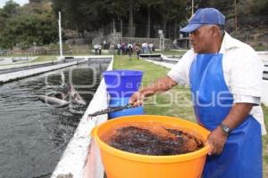 CULTIVO DE TRUCHA EN PUEBLA