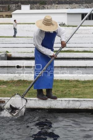 CULTIVO DE TRUCHA EN PUEBLA