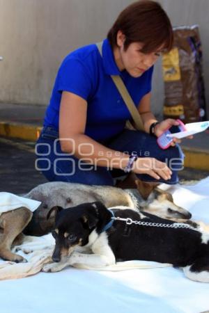 HOGAR CANINO VIDA NUEVA