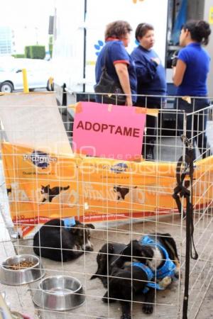 HOGAR CANINO VIDA NUEVA