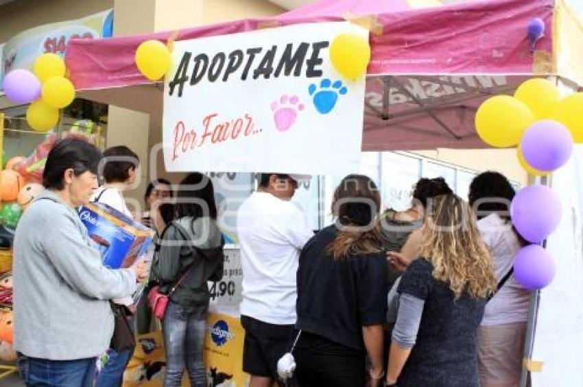 HOGAR CANINO VIDA NUEVA