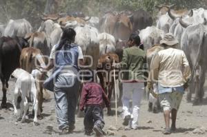 CAMPO . GANADO