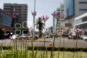 RESCATAN ÁREAS VERDES DE LA AVENIDA JUÁREZ